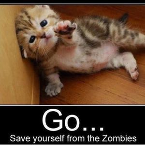 Meet your Posher, Alana